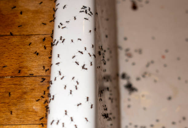 Trusted North Randall, OH Pest Control Experts