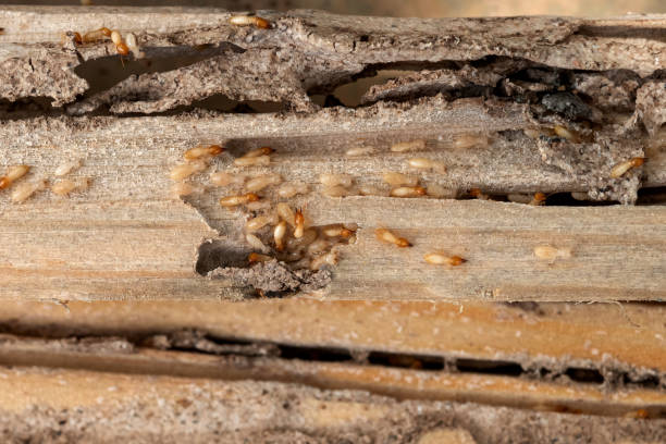 Best Flea Control Services  in North Randall, OH