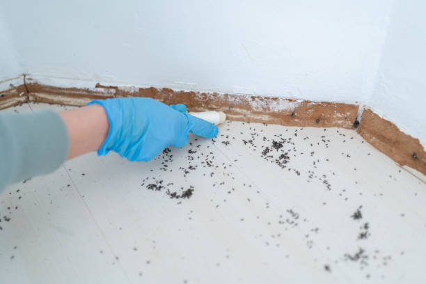 Best Wasp Removal Services  in North Randall, OH